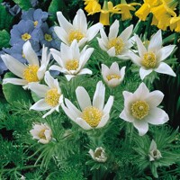 Pulsatilla Pulsar White