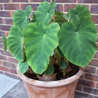 Colocasia Esculenta Coco