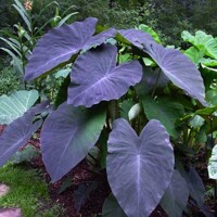 Colocasia Black Magic