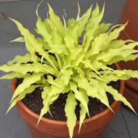 Hosta Wiggles and Squiggles
