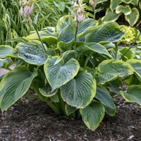 Hosta Wu La La