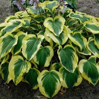 Hosta Broad Band