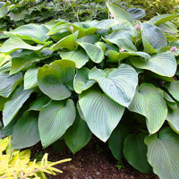 Hosta Empress Wu