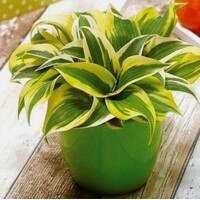 Hosta Mini Frost