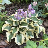 Hosta Mini Skirt
