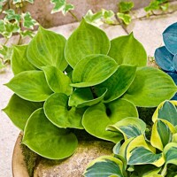 Hosta Monster Ears