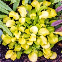 Hosta Sun Mouse