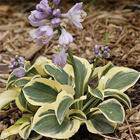 Hosta Mighty Mouse
