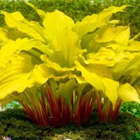 Hosta Lipstick Blonde