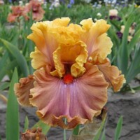 Iris veľkokvetý Glamazon