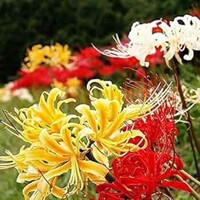 Lycoris Mix