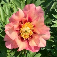 Pivonky ITOH Old Rose Dandy