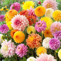 Dahlia MIX