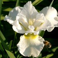 Iris Sibirica Harpswell Happiness