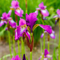 Iris Sibirica Sparkling Rose