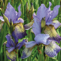 Iris Sibirica Banish Misfortune