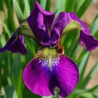 Iris Sibirica Claret Cup