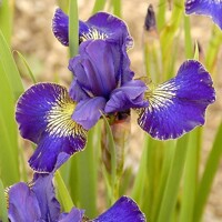 Iris Sibirica Golden Edge