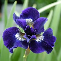 Iris Sibirica Shirley Pope