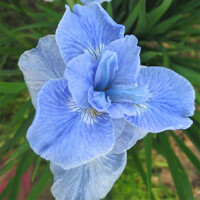 Iris Sibirica Dear Delight