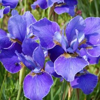 Iris Sibirica Silver Edge