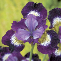 Iris Sibirica Contrast Style