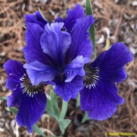 Iris Sibirica Ruffled Plus