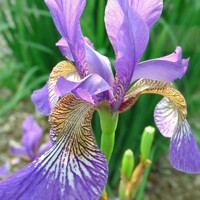 Iris Sibirica Flying Butterflies