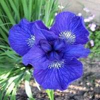Iris Sibirica Mabel Coday