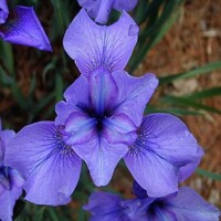 Iris Sibirica Reprise