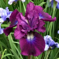 Iris Sibirica Wine Wings