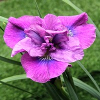 Iris Sibirica Spindazzle