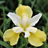Iris Sibirica Butter and Sugar