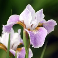 Iris Sibirica Dance Ballerina Dance