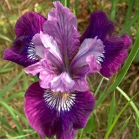 Iris Sibirica Lady Vanessa