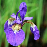 Iris Sibirica Caesars Brother