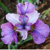 Iris Sibirica Light of Heart