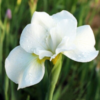 Iris Sibirica Ester C.D.M.