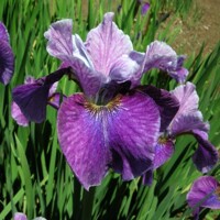 Iris Sibirica Roaring Jelly