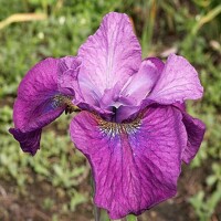 Iris Sibirica See Ya Later