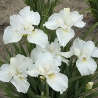 Iris Sibirica Swan In Flight