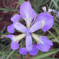 Iris Sibirica Helicopter