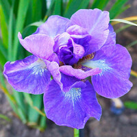 Iris Sibirica Uzushio