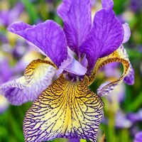 Iris Sibirica Pennywhistle