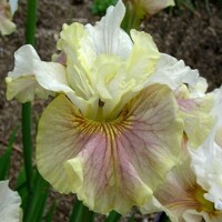 Iris Sibirica Wynne Magnolia