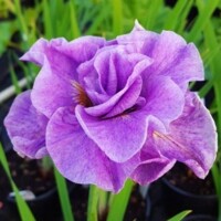 Iris Sibirica Imperial Opal
