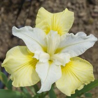 Iris Sibirica Moon Silk