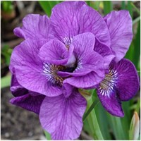 Iris Sibirica Tumble Bug