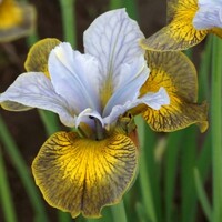 Iris Sibirica Uncorked