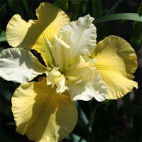 Iris Sibirica Summer Revels